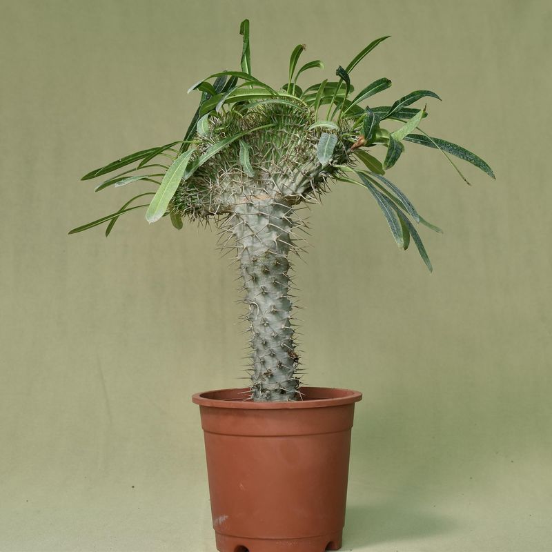 Pachypodium lamerei crest