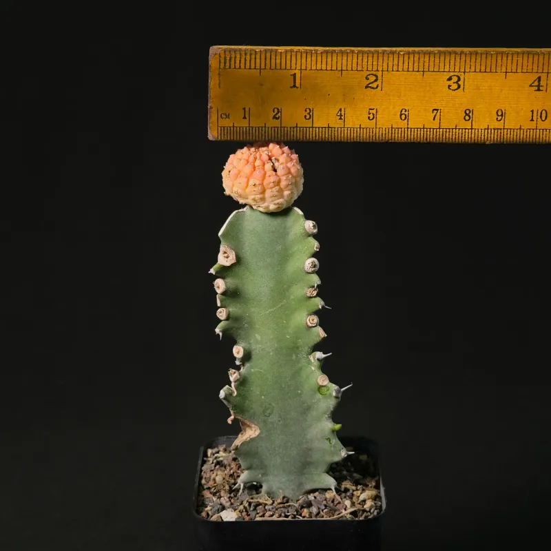 Euphorbia gymnocalycioides Variegated