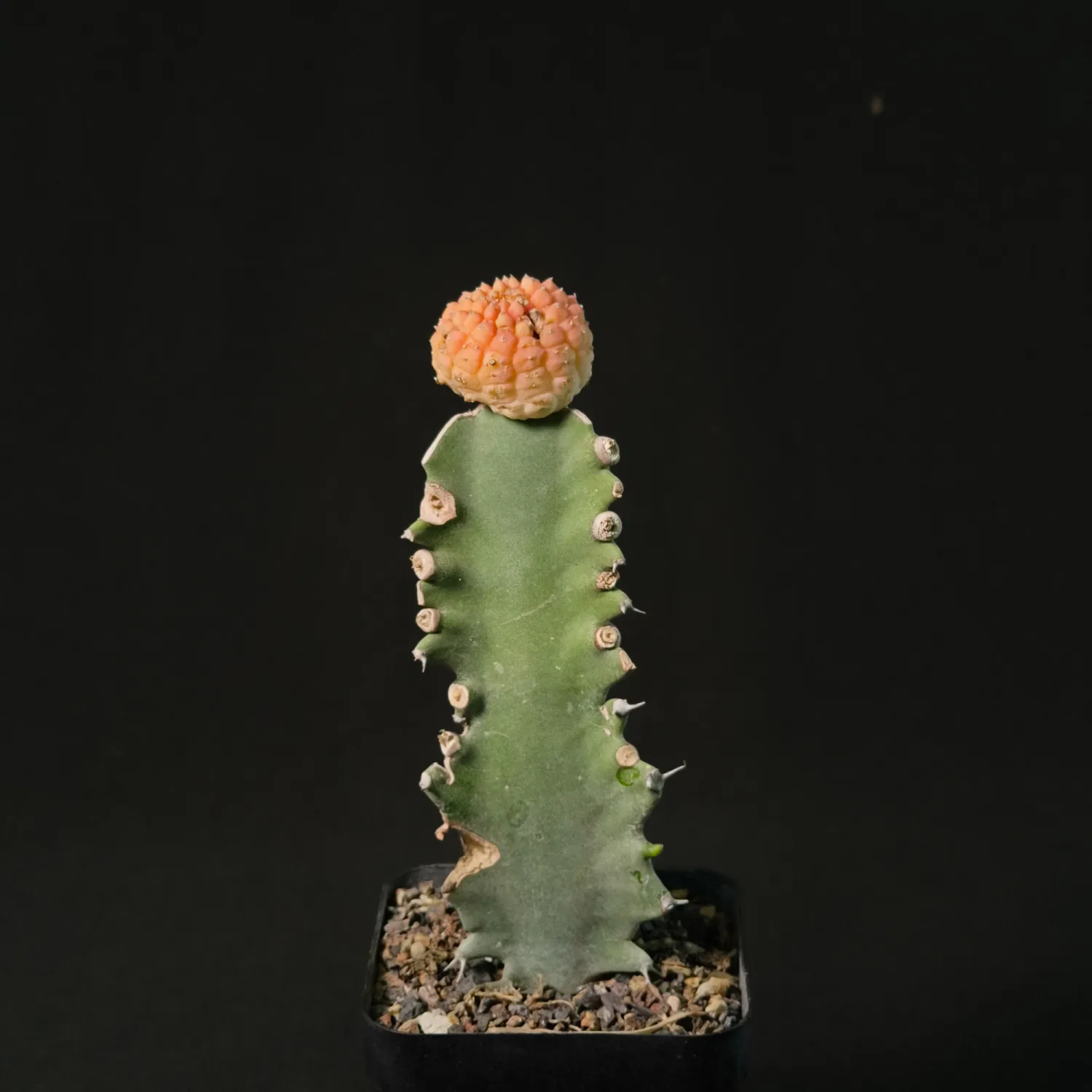 Euphorbia gymnocalycioides Variegated