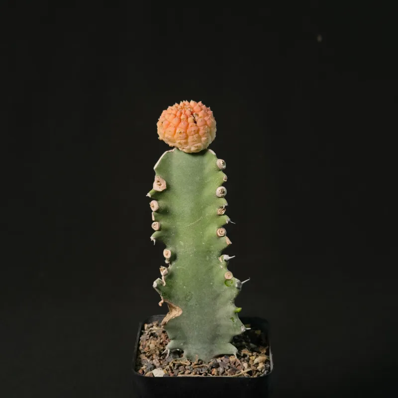 Euphorbia gymnocalycioides Variegated