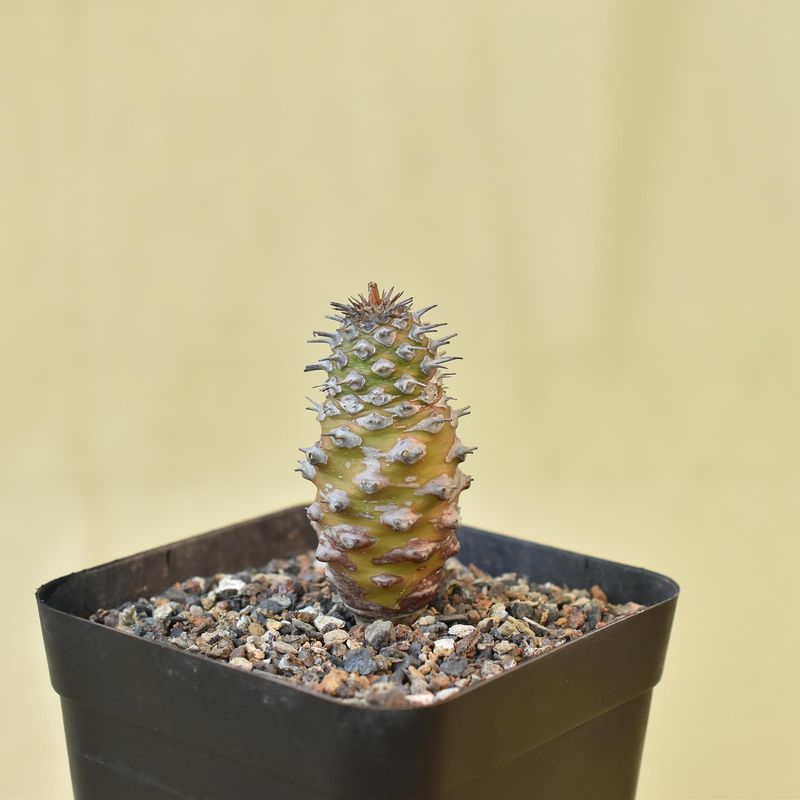 Euphorbia pachypodioides Euphorbia pachypodioides