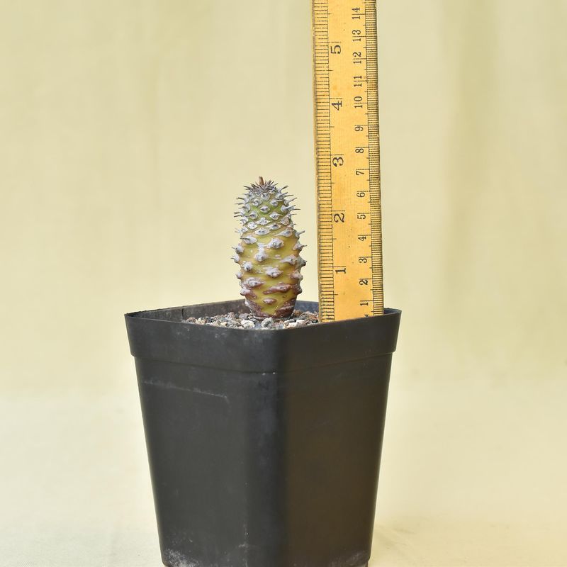 Euphorbia pachypodioides