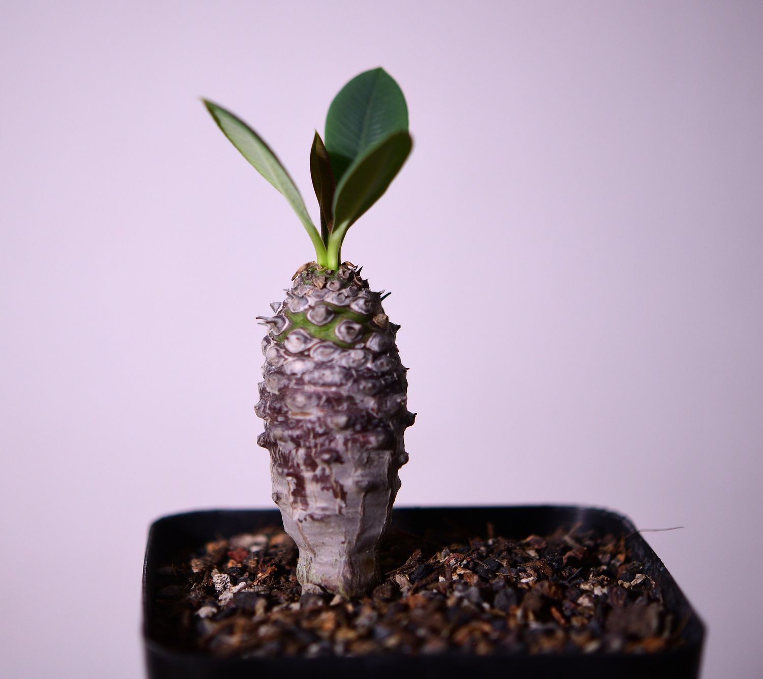 Euphorbia pachypodioides top-down view