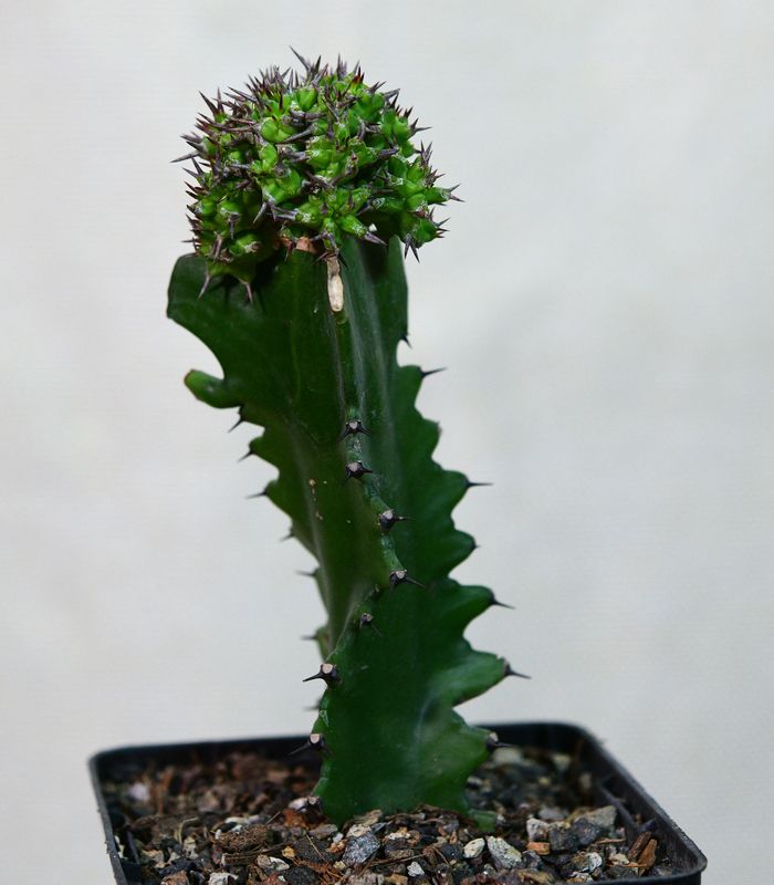 Euphorbia mitriformis full plant in pot