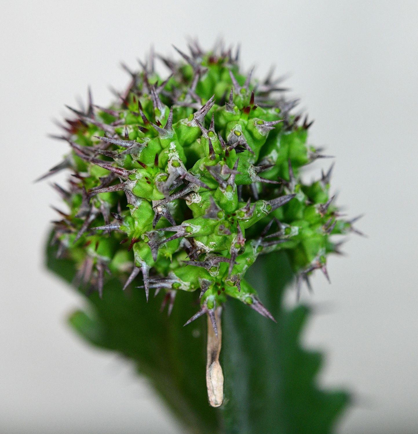 Euphorbia mitriformis close-up of flowering head
