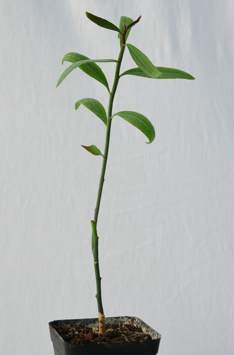 Monadenium invenustum