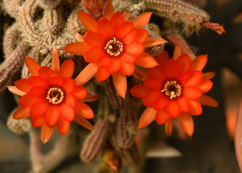 Chamaecereus silvestrii close-up of multiple orange flowers