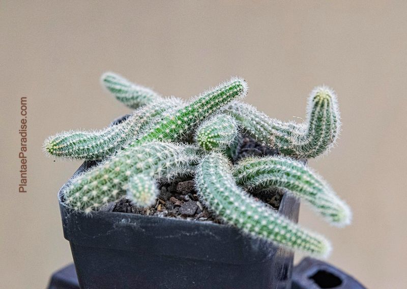 Chamaecereus silvestrii whole plant