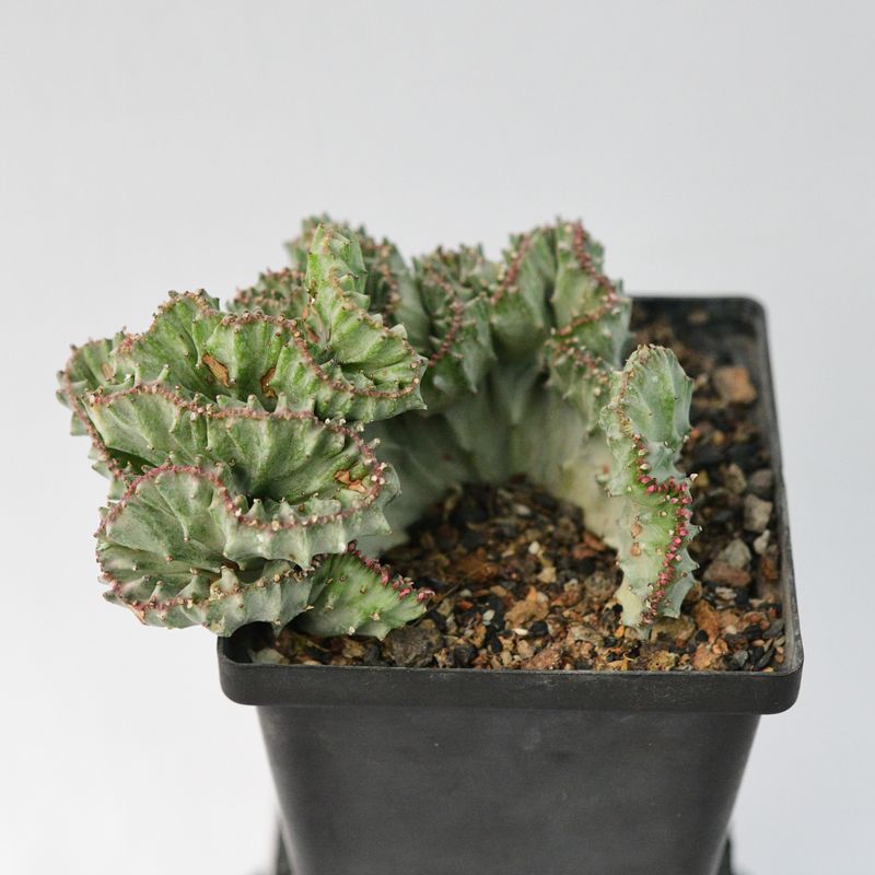 Euphorbia lactea crest