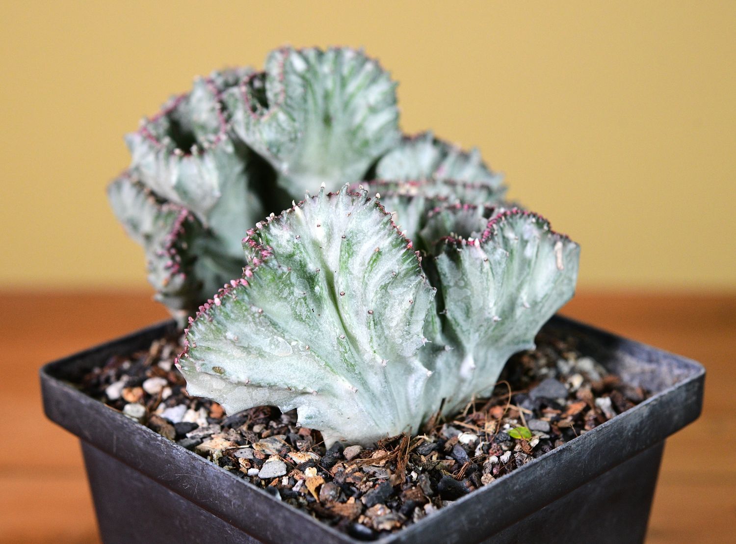 Euphorbia lactea crest in black pot