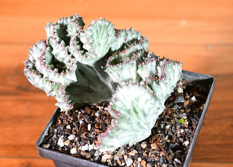 Euphorbia lactea crest