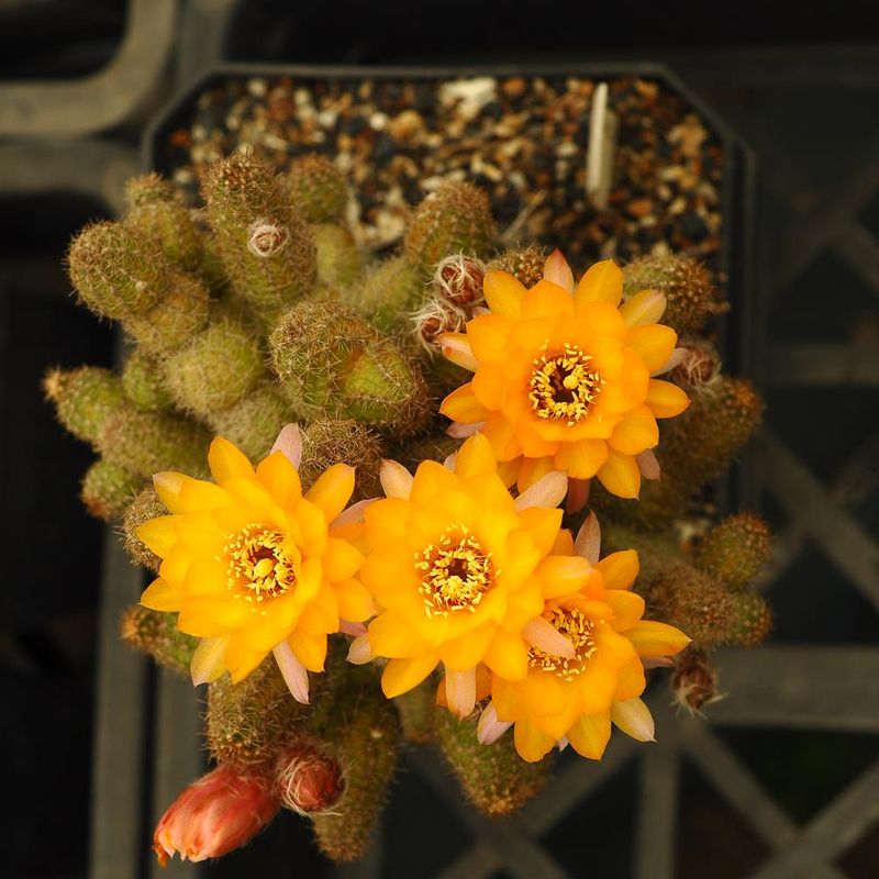 Chamaecereus hybrid Golden Oriole  (Peanut Cactus Orange/Yellow) - Yellow Flower