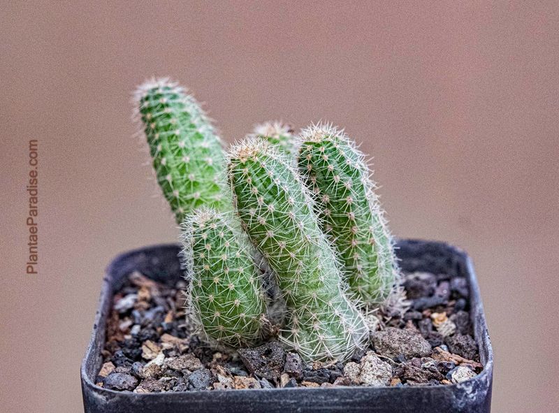 Chamaecereus hybrid Golden Oriole (Peanut Cactus Orange/Yellow)