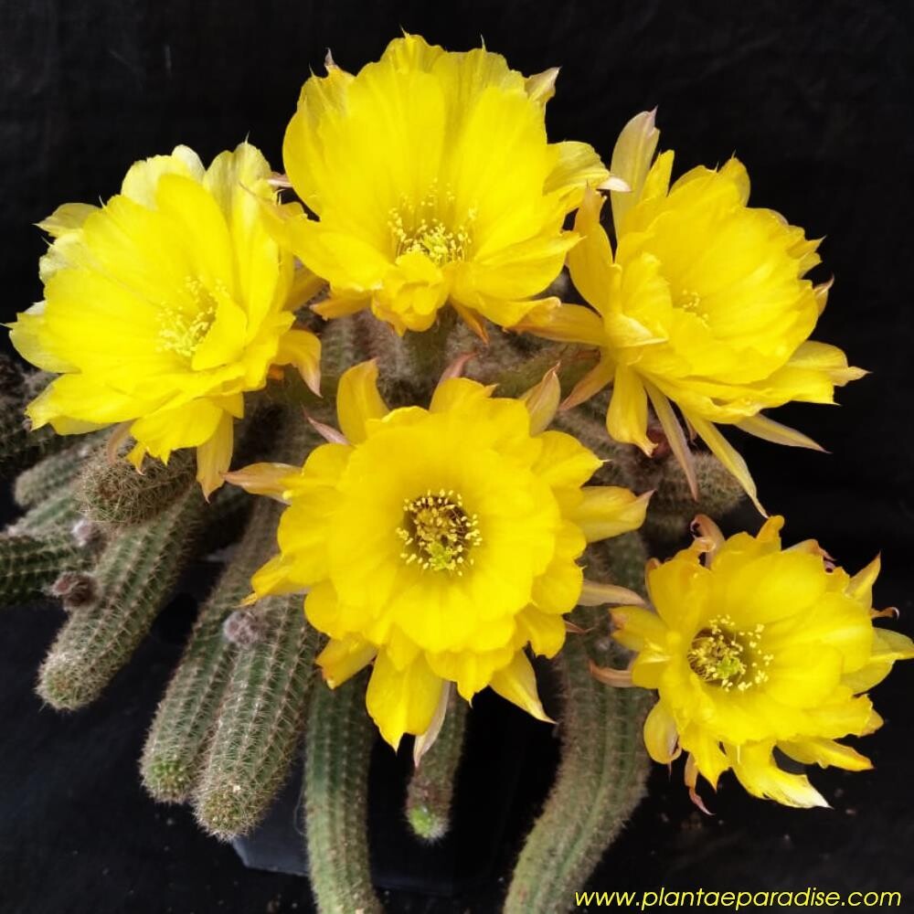 Chamaecerous hybrid Yellow (Peanut Cactus)- Flower 