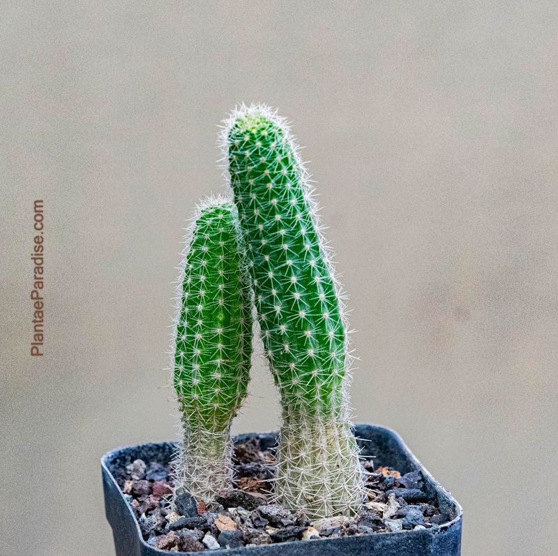 Chamaecerous hybrid Yellow (Peanut Cactus)