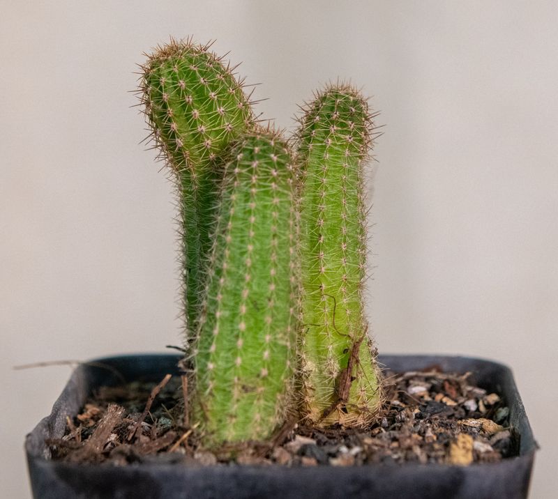 Chamaecerous hybrid Yellow (Peanut Cactus) two-stem specimen in pot