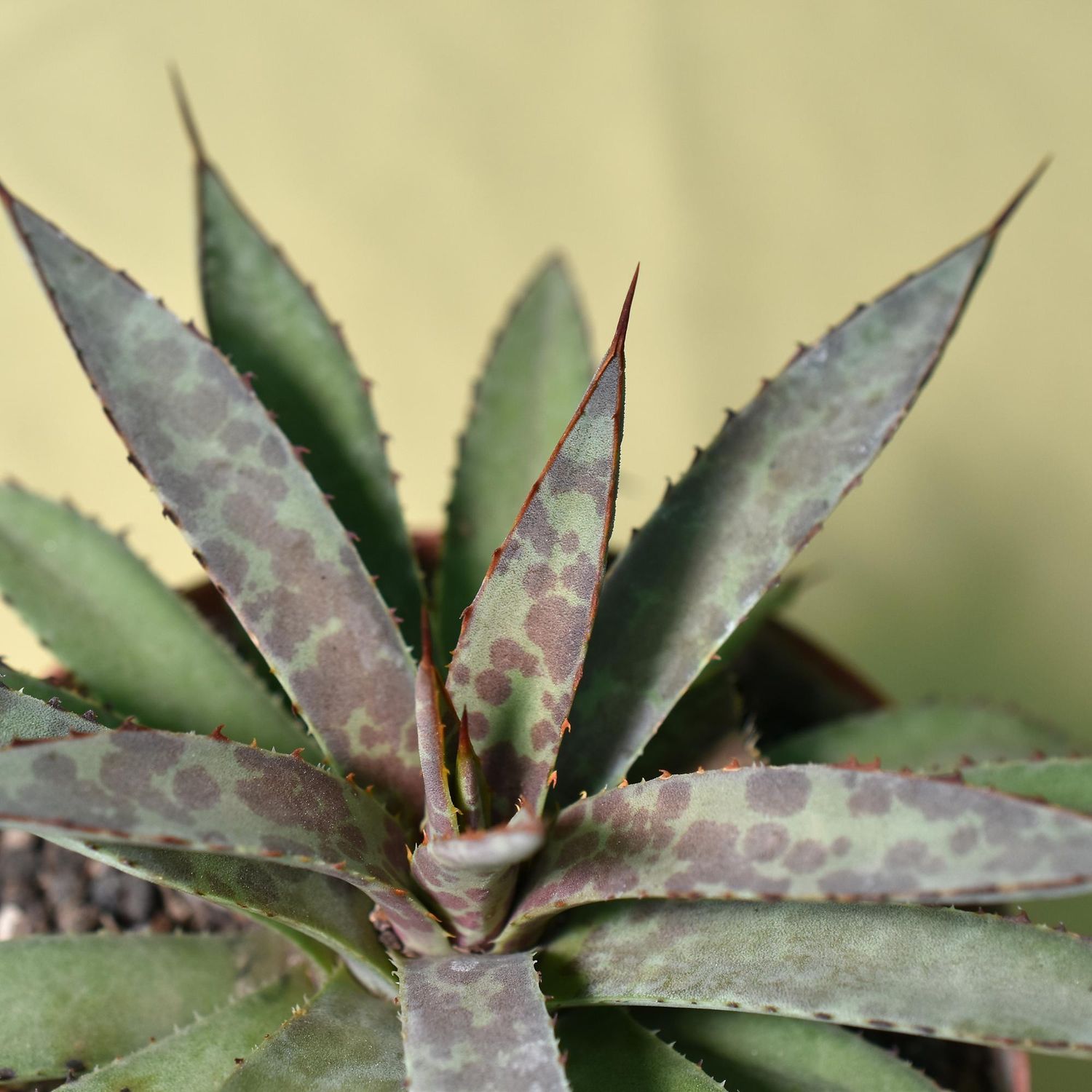 Mangave  - Agave isthmensis x Mangave 'Bloodspot'