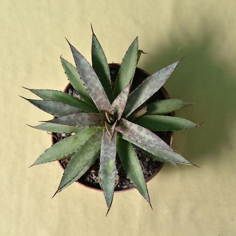 Mangave - Agave isthmensis x Mangave 'Bloodspot'