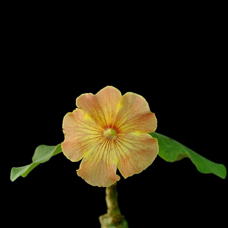 Uncarina hybrid  Grafted Plant