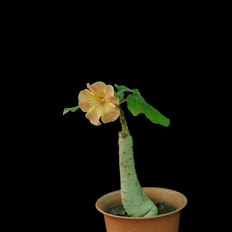 Uncarina hybrid Grafted Plant
