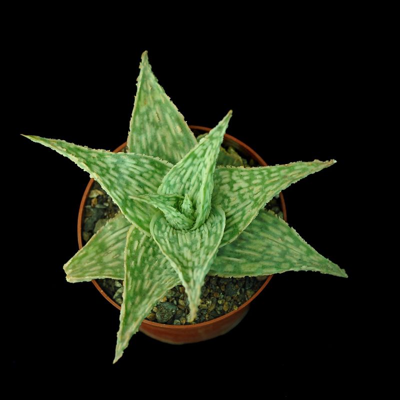 Aloe Hybrid Doran Black