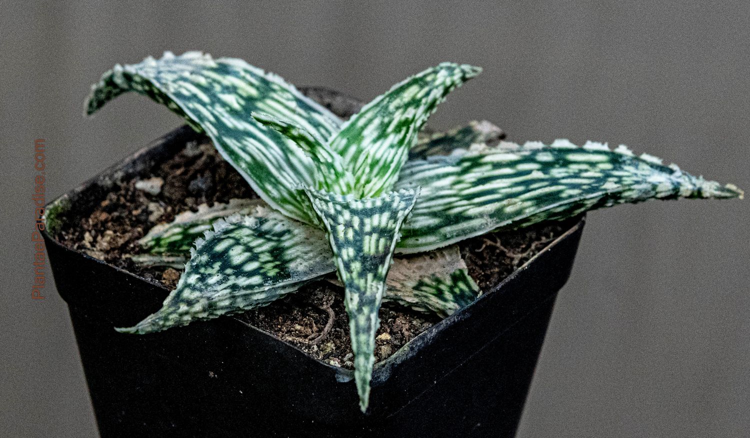 Aloe Hybrid Doran Black