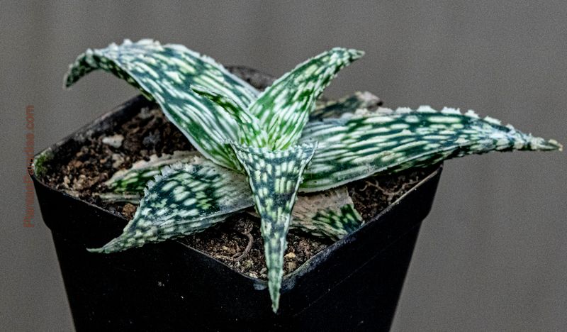 Aloe Hybrid Doran Black