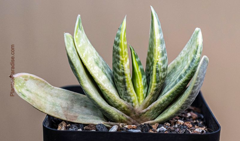 Gasteria cv. FUJI YUKI (Syn: Gasteria obtusa forma variegata) Gasteria cv. FUJI YUKI (Syn: Gasteria obtusa forma variegata)