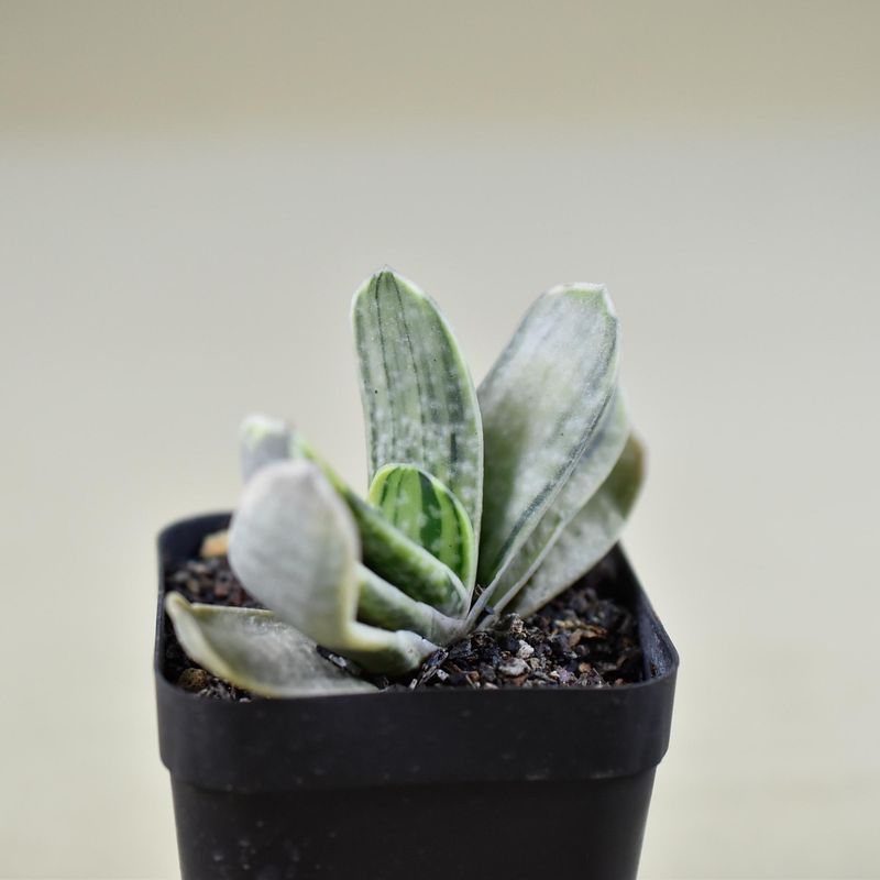 Gasteria cv. FUJI YUKI (Syn: Gasteria obtusa forma variegata)