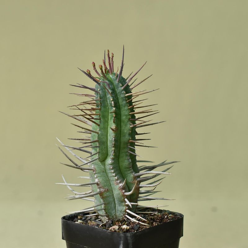 Euphorbia ferox