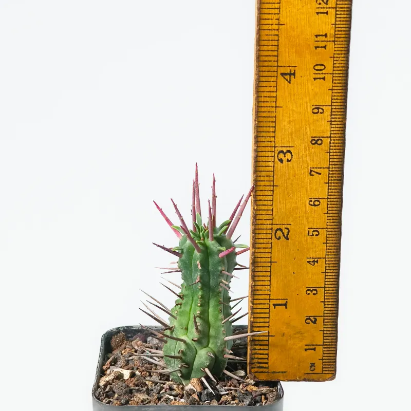 Euphorbia ferox