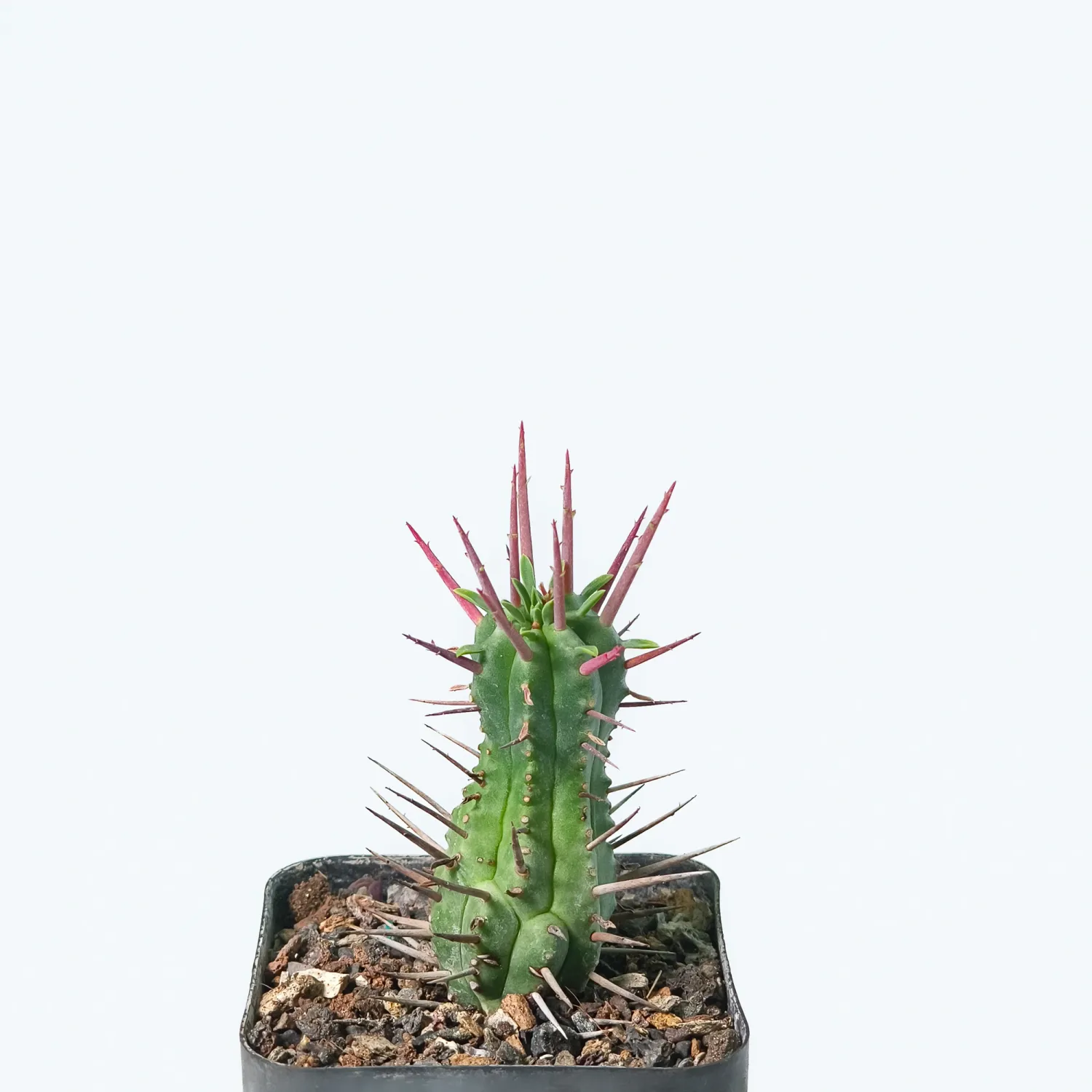 Euphorbia ferox Euphorbia ferox