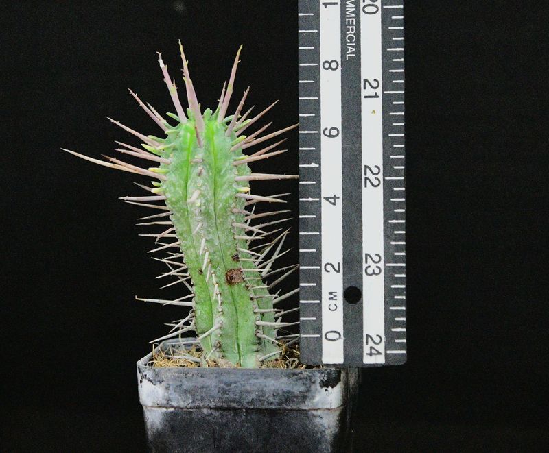 Euphorbia ferox with ruler for size reference