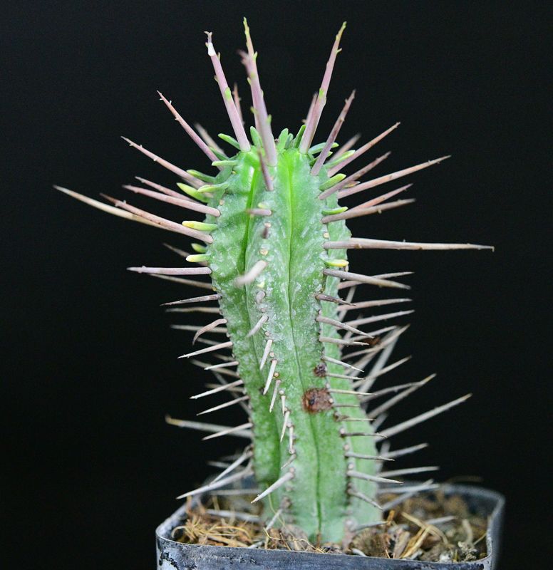 Euphorbia ferox Euphorbia ferox front view