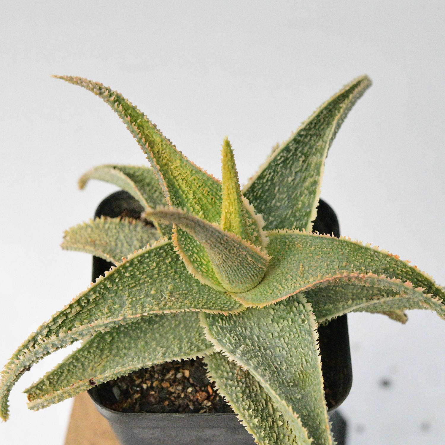 Aloe "Vito" (aka Aloe Greensand) front view