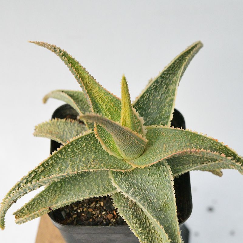 Aloe Aloe "Vito" (aka Aloe Greensand) front view