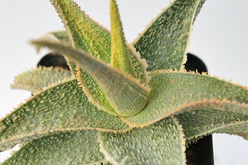 Aloe "Vito" (aka Aloe Greensand) close-up detail