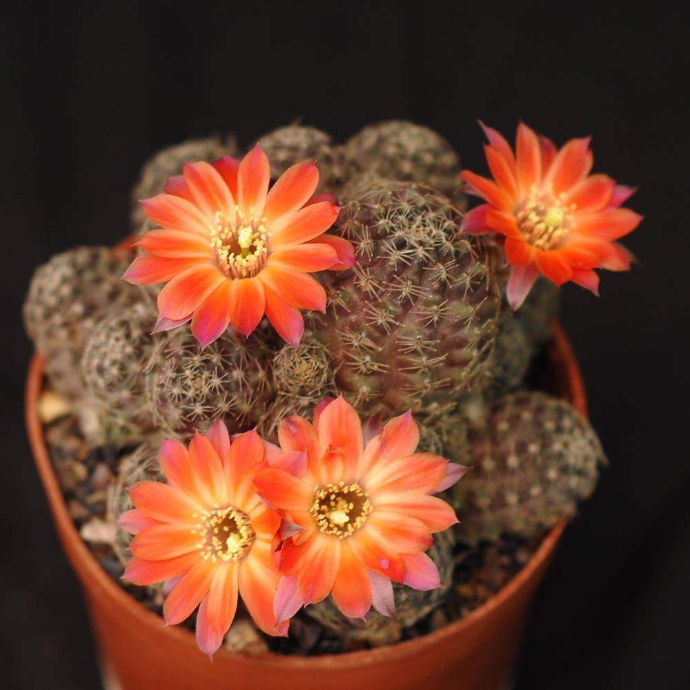 Mediolobivia pygmae in bloom with orange flowers