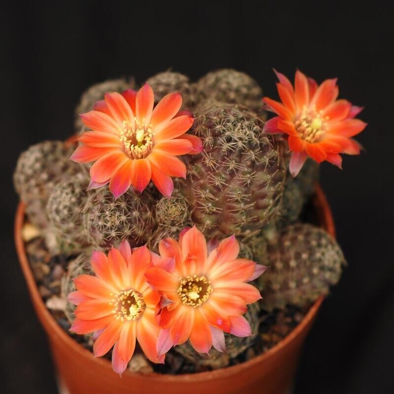 Mediolobivia pygmae in bloom with orange flowers