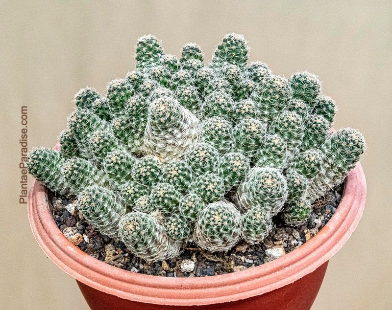 Mediolobivia pygmae top-down view