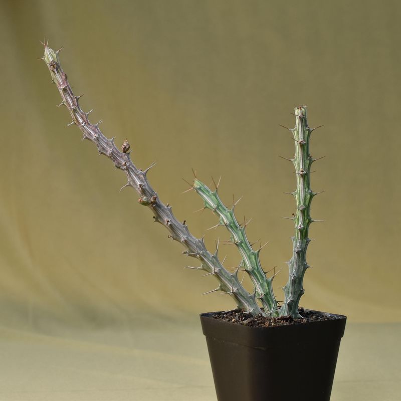 Euphorbia kalisana S.Carter