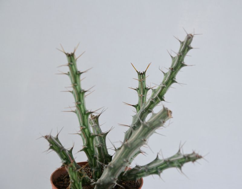 Euphorbia kalisana S.Carter