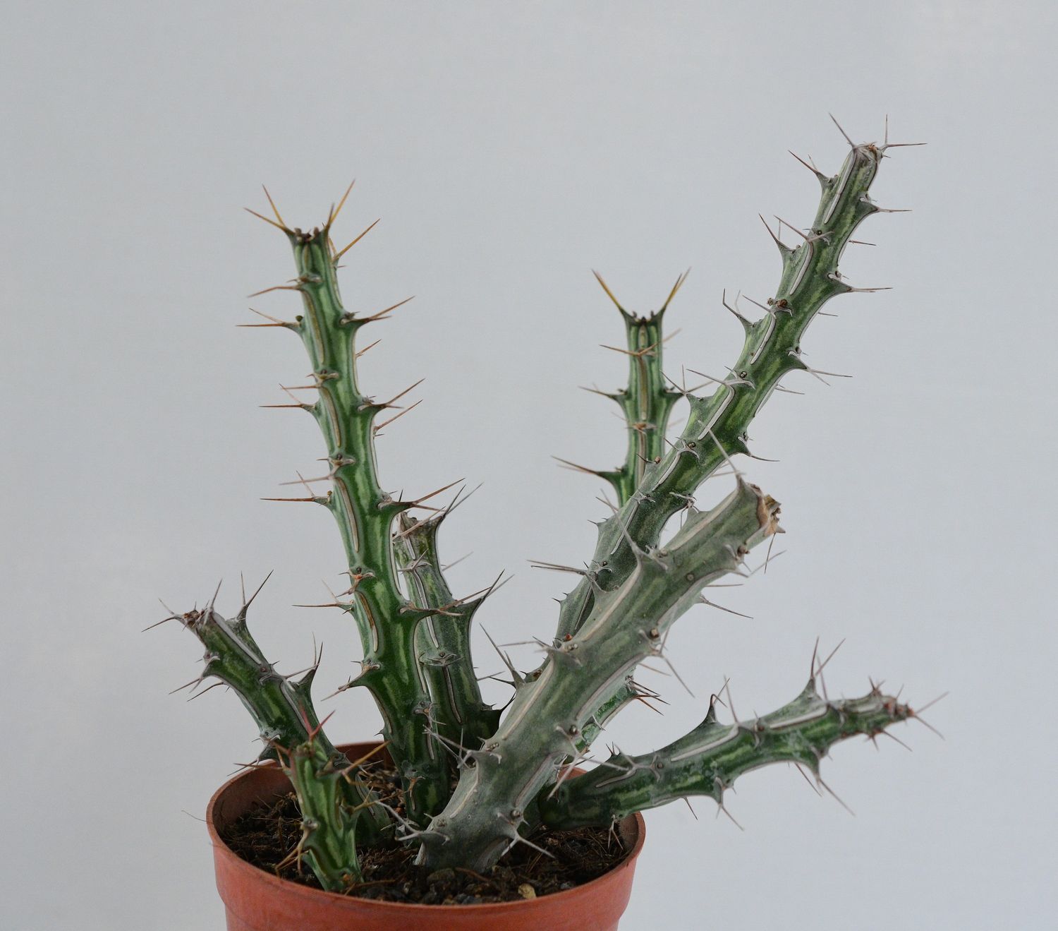 Euphorbia kalisana S.Carter front view