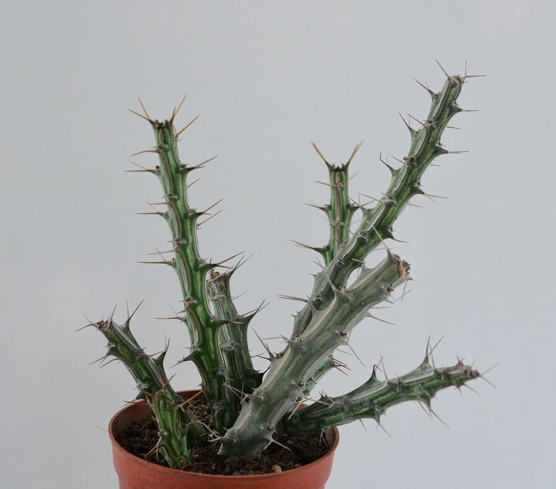 Euphorbia kalisana S.Carter