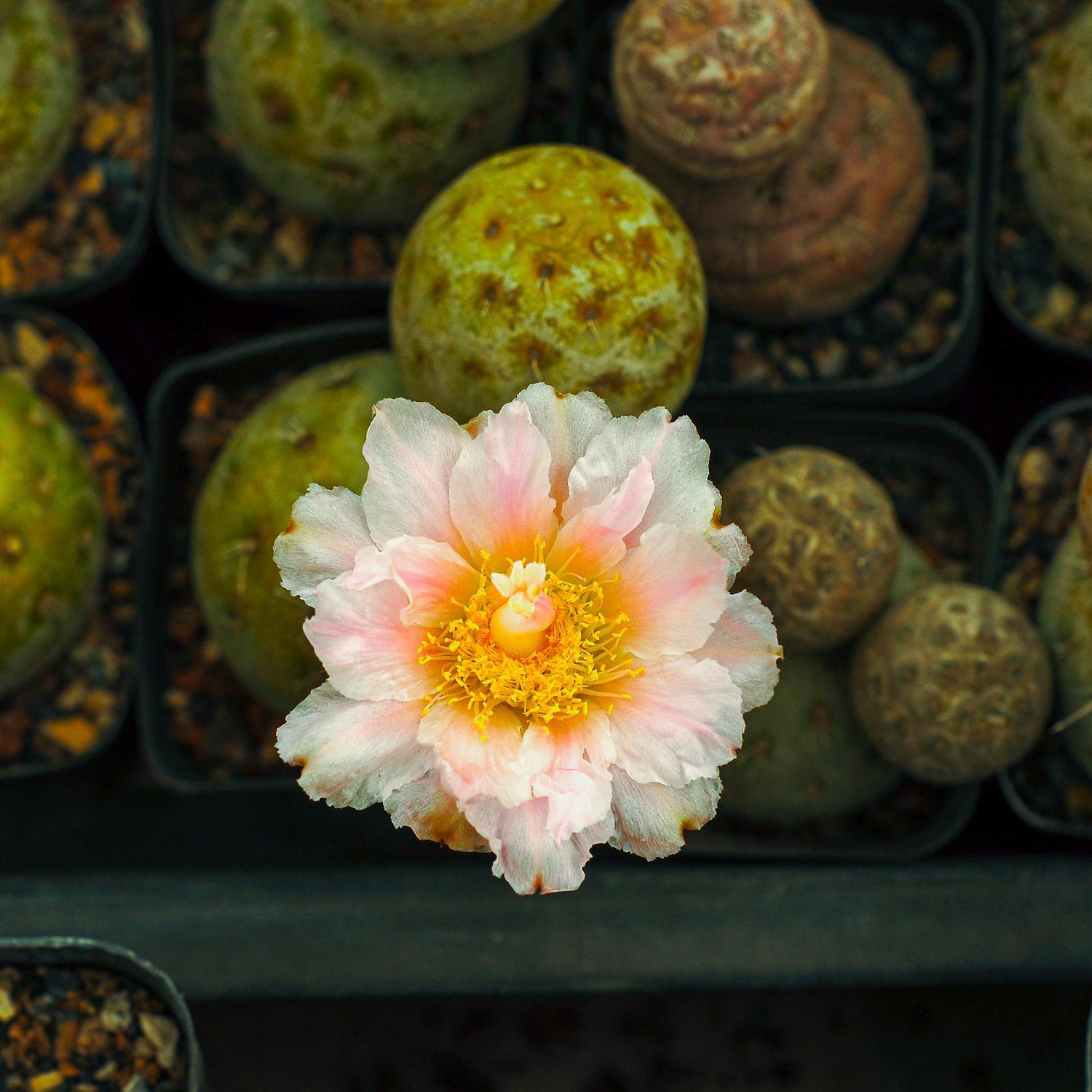 Tephrocactus geometricus Tephrocactus geometricus-Flower