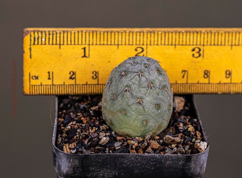 Tephrocactus geometricus