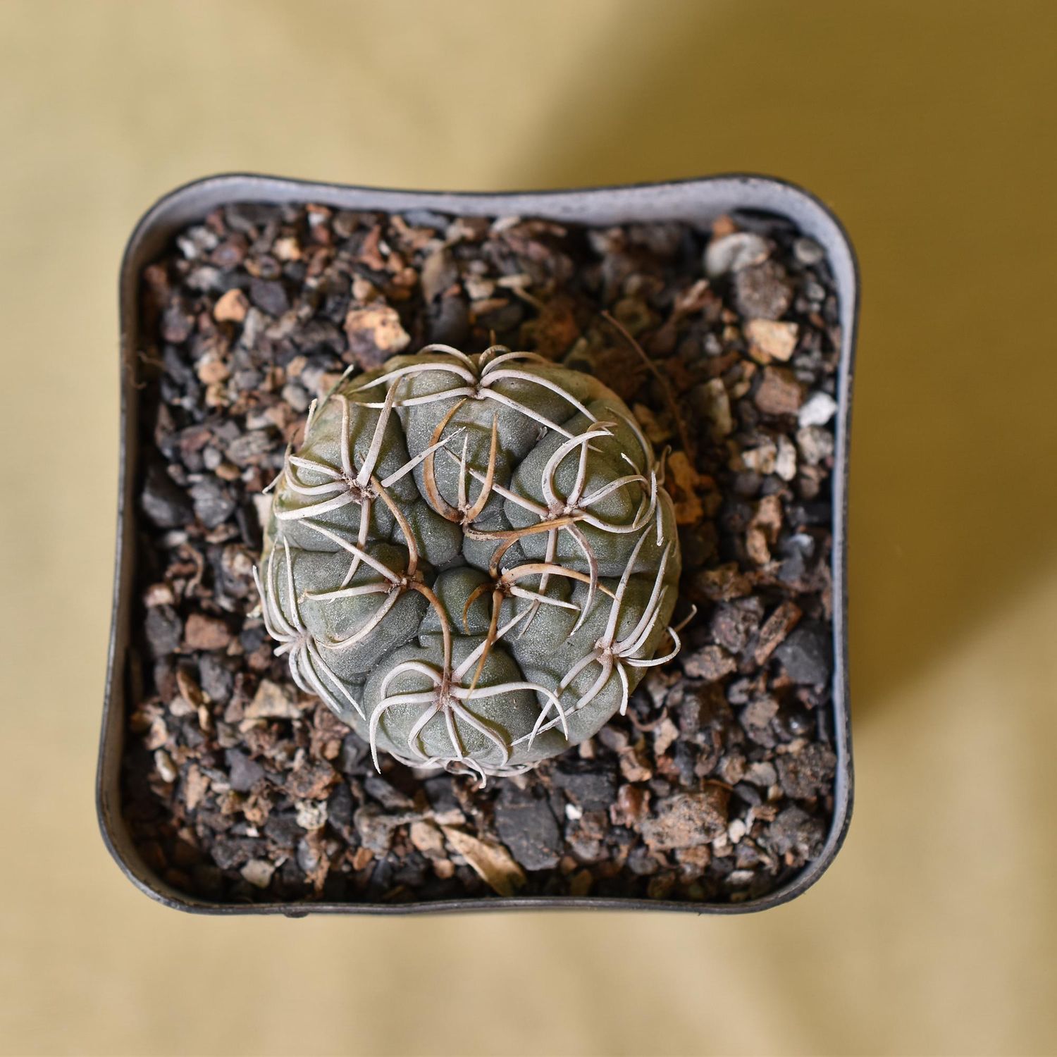 Gymnocalycium Denudatum