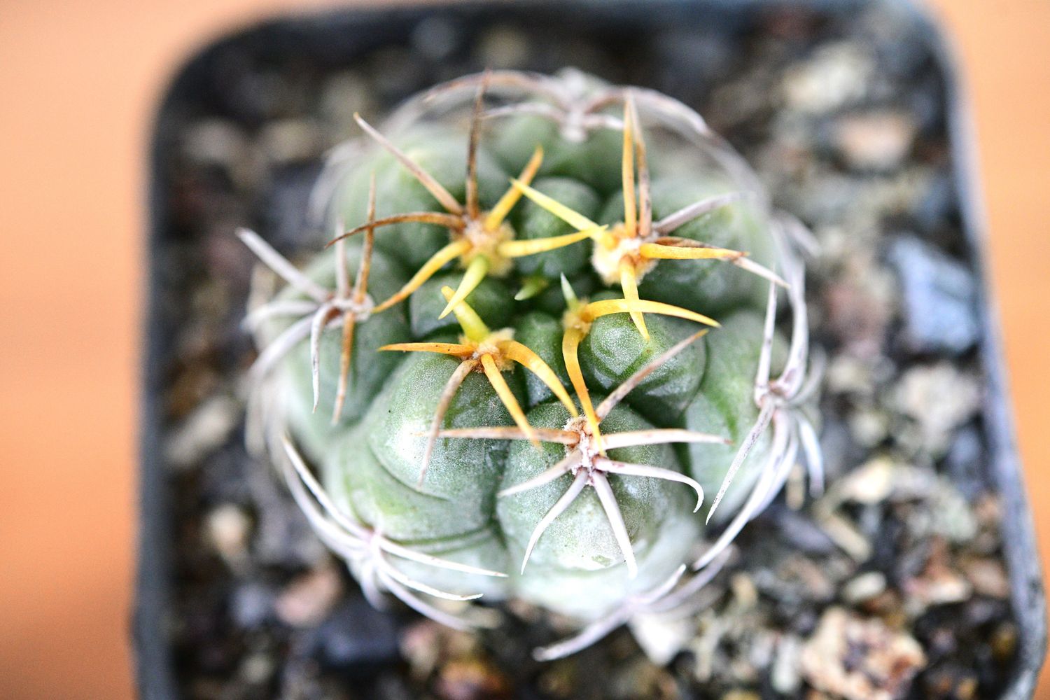 Gymnocalycium denudatum