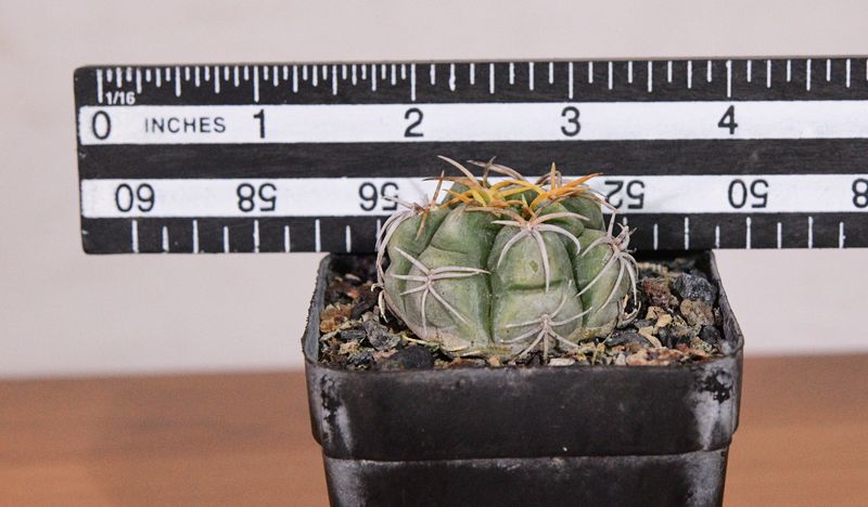 Gymnocalycium denudatum