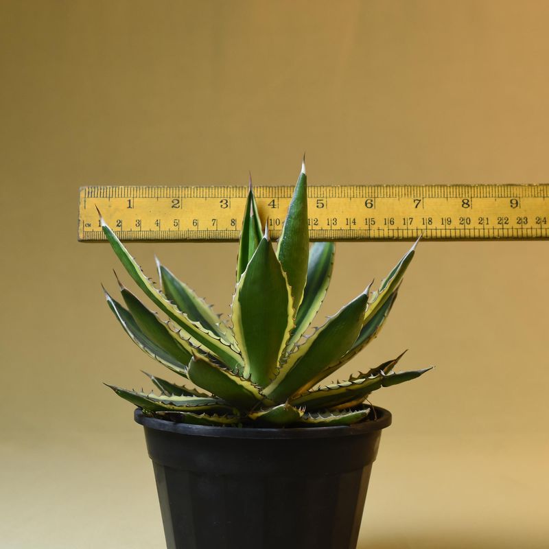 Agave lophantha quadricolor